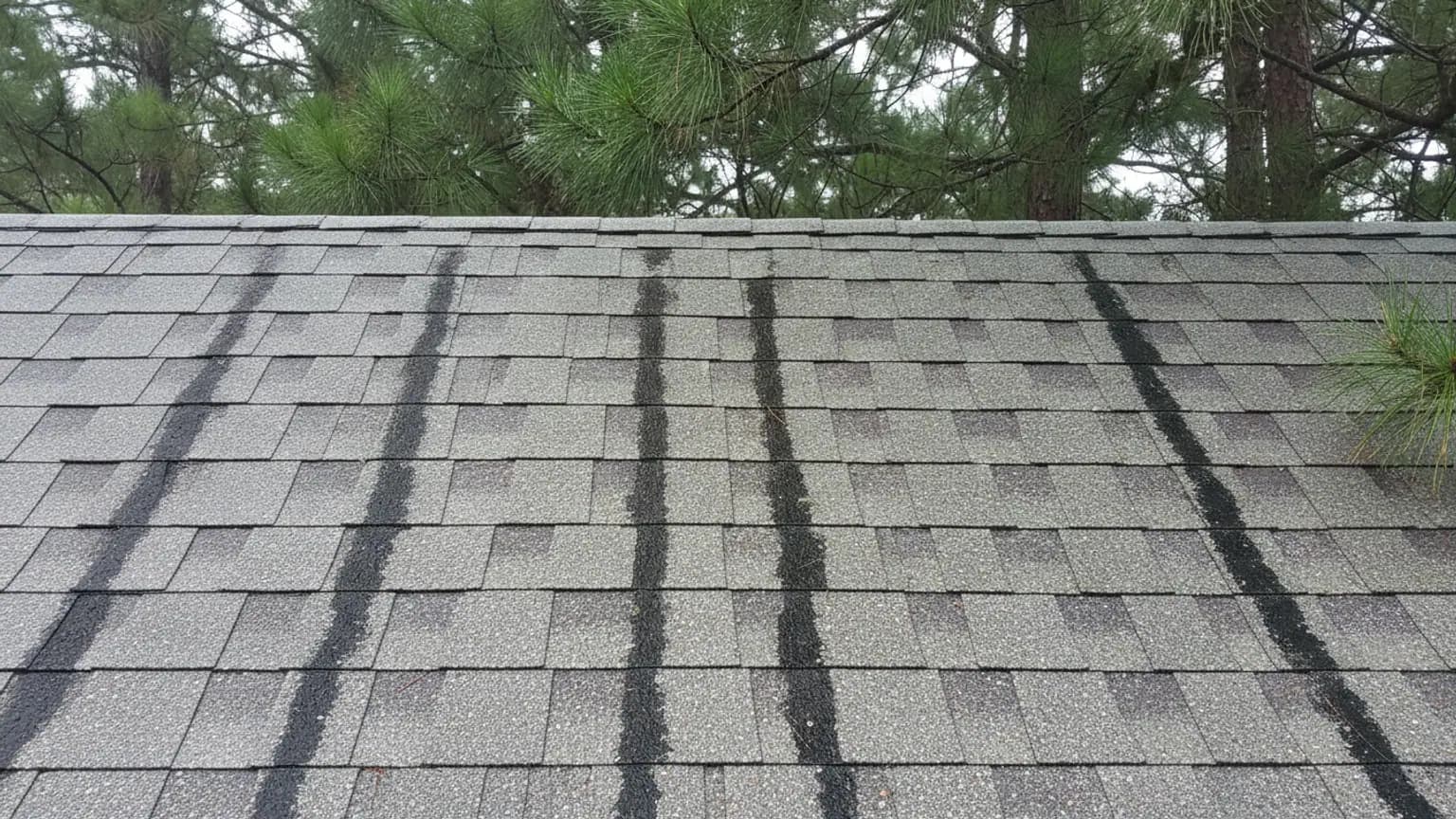Black algae streaks running down an asphalt shingle roof under pine canopy in Richmond Hill, GA